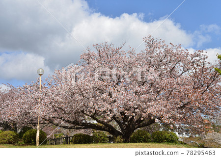 I went to see the cherry blossoms in Kamine Park # 45 I went to see the cherry blossoms in Kamine Park # 45 78295463