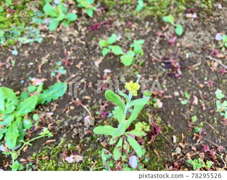 The yellow flowers, which are thought to be hahacogusa 78295526