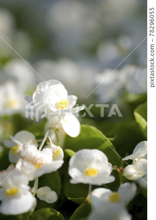 The white flowers of Begonia sempaflorence are in bloom. The scientific name is Begonia. The white flowers of Begonia sempaflorence are in bloom. The scientific name is Begonia. 78296055