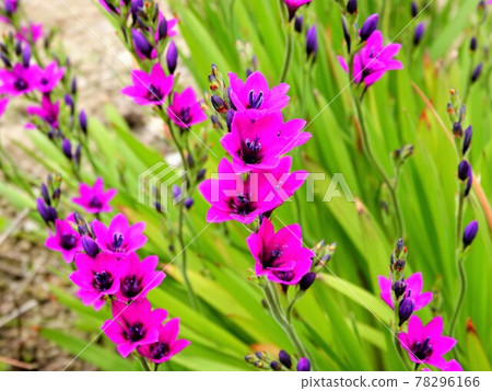"Gladiolus" with beautiful pink petals "Gladiolus" with beautiful pink petals 78296166