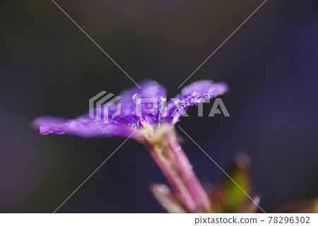 藍扇花的花瓣在晨露中熠熠生輝。學名:Scaevola aemula 藍扇花的花瓣在晨露中熠熠生輝。學名:Scaevola aemula 78296302
