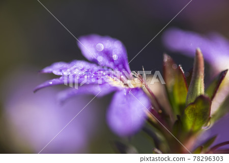 藍扇花的花瓣在晨露中熠熠生輝。學名:Scaevola aemula 藍扇花的花瓣在晨露中熠熠生輝。學名:Scaevola aemula 78296303