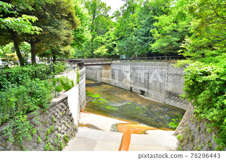 Myoshoji River and Egota River Confluence / Near Egota Park (Nakano-ku, Tokyo) [2021.6] 78296443