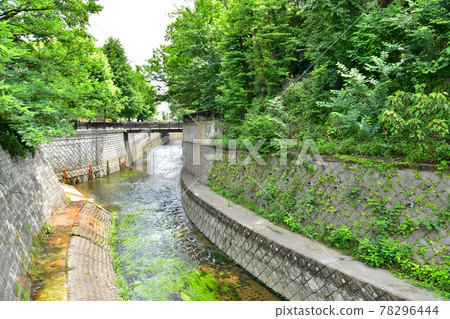 Myoshoji River and Egota River Confluence / Near Egota Park (Nakano-ku, Tokyo) [2021.6] 78296444