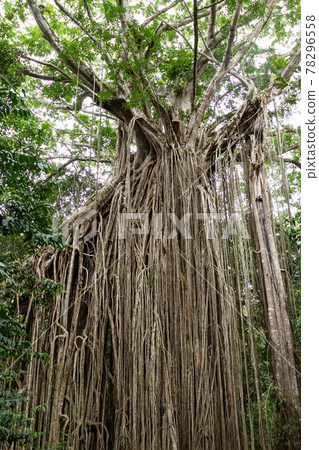 Cairns Australia _ squeezing fig tree Cairns Australia _ squeezing fig tree 78296558