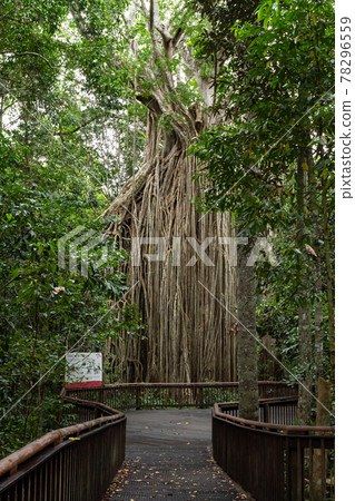 Cairns Australia _ squeezing fig tree Cairns Australia _ squeezing fig tree 78296559