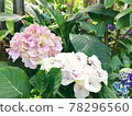 Pink hydrangea 78296560