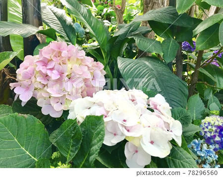 Pink hydrangea Pink hydrangea 78296560