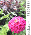 Pink Dahlia 78296564