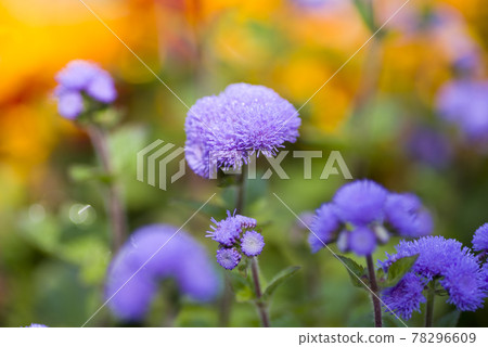 Ageratum 的紫色花朵盛開。學名是Ageratum。 78296609