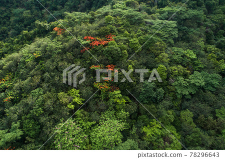 Beautiful red royal poinciana or flamboyant flower (Delonix regia) in sunrise 78296643