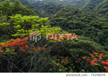 Beautiful red royal poinciana or flamboyant flower (Delonix regia) in sunrise Beautiful red royal poinciana or flamboyant flower (Delonix regia) in sunrise 78296649