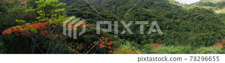 Beautiful red royal poinciana or flamboyant flower (Delonix regia) in sunrise Beautiful red royal poinciana or flamboyant flower (Delonix regia) in sunrise 78296655