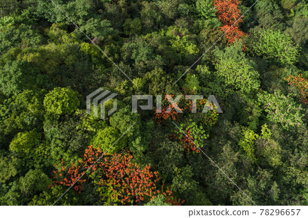 Beautiful red royal poinciana or flamboyant flower (Delonix regia) in sunrise Beautiful red royal poinciana or flamboyant flower (Delonix regia) in sunrise 78296657