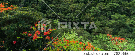 Beautiful red royal poinciana or flamboyant flower (Delonix regia) in sunrise Beautiful red royal poinciana or flamboyant flower (Delonix regia) in sunrise 78296663