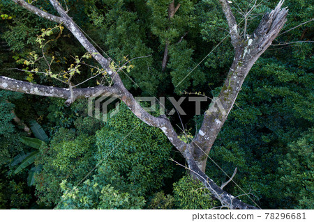 Aerial view of tree in summer tropical forest Aerial view of tree in summer tropical forest 78296681