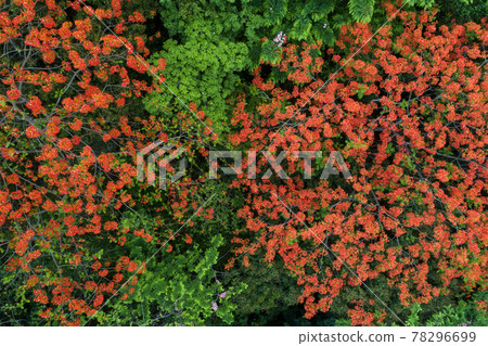 Beautiful red royal poinciana or flamboyant flower (Delonix regia) in sunrise 78296699
