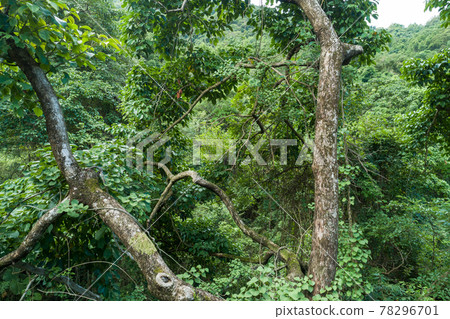 Aerial view of tropical forest in summer Aerial view of tropical forest in summer 78296701