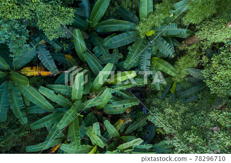 Aerial view of tropical forest in summer Aerial view of tropical forest in summer 78296710