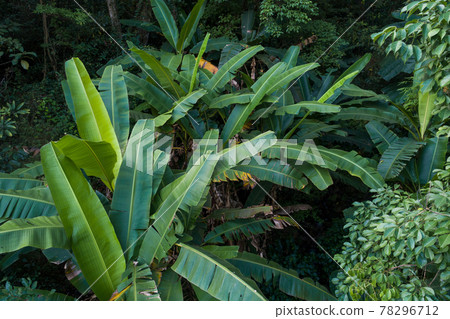 Aerial view of tropical forest in summer Aerial view of tropical forest in summer 78296712