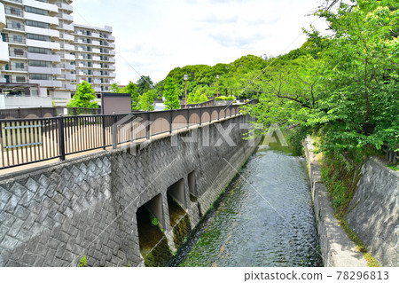 面向志村橋/妙勝寺河上游的景色（妙勝寺河第一蓄水池、哲學堂公園、妙勝寺河公園）[2021.6] 78296813
