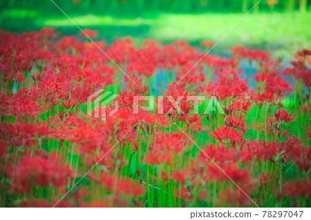 簇簇孤挺花盛開 78297047