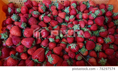 Lots of strawberries Lots of strawberries 78297574