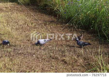 Rock pigeons and turtle doves looking for food in the spring fields 78297718