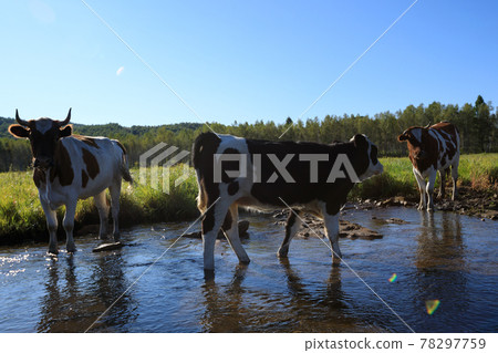 Curious cows looking at camera while walking through the small river Curious cows looking at camera while walking through the small river 78297759