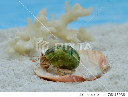 Coenobita living on the tropical beach 78297988