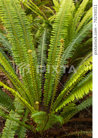 New Zealand Kepler Track Fern Plant New Zealand Kepler Track Fern Plant 78298011