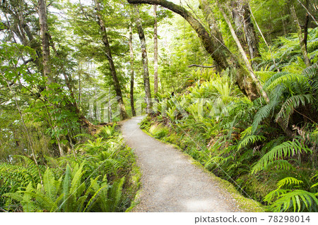 New Zealand Kepler Track 78298014