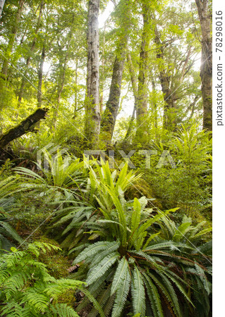 New Zealand Kepler Track 78298016