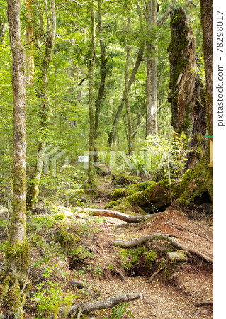 New Zealand Kepler Track 78298017