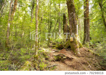 New Zealand Kepler Track New Zealand Kepler Track 78298018