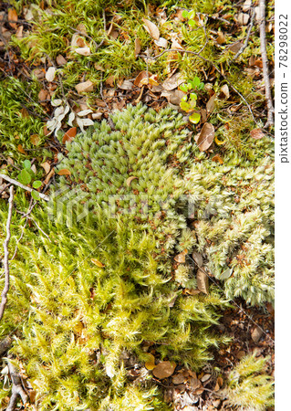 New Zealand Kepler Track Moss Up New Zealand Kepler Track Moss Up 78298022