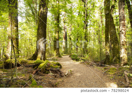New Zealand Kepler Track New Zealand Kepler Track 78298024