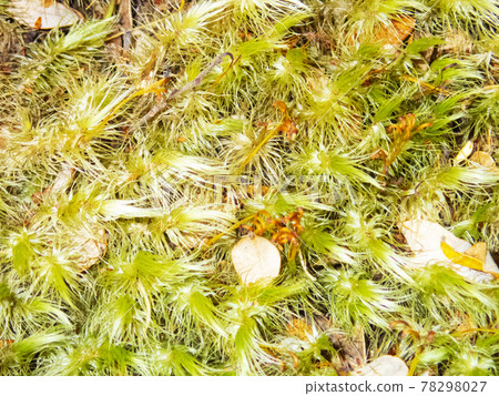 New Zealand Kepler Track Moss Up New Zealand Kepler Track Moss Up 78298027