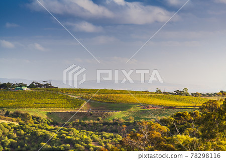 Vineyards in McLaren Vale Vineyards in McLaren Vale 78298116