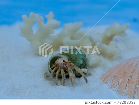 Coenobita met at the tropical beach Coenobita met at the tropical beach 78298352