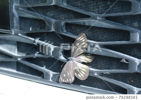 Butterfly crashed and stuck in grille of car radiator 78298381