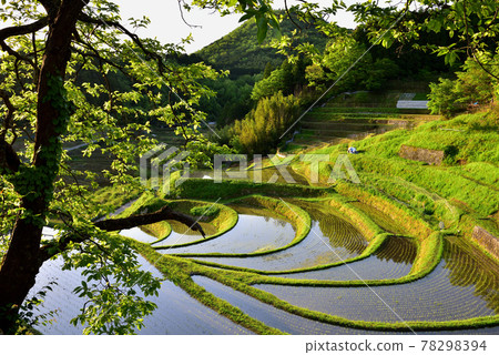  Hase山谷的水稻梯田 78298394