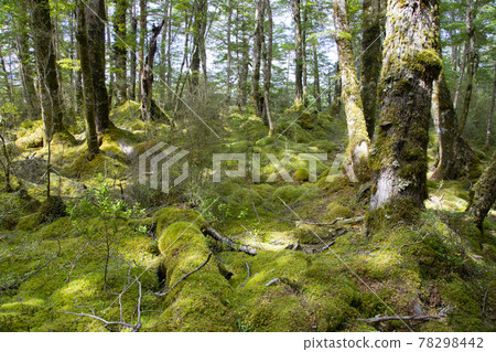 New Zealand Kepler Track New Zealand Kepler Track 78298442