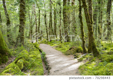 New Zealand Kepler Track New Zealand Kepler Track 78298443