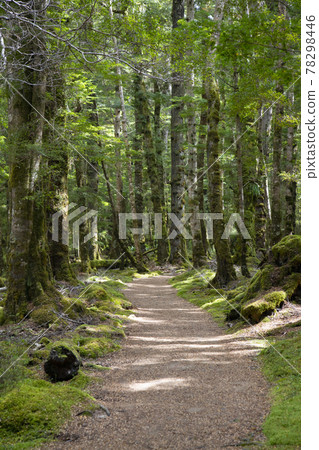 New Zealand Kepler Track 78298446