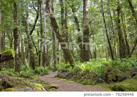 New Zealand Kepler Track 78298448