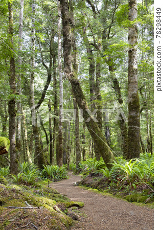 New Zealand Kepler Track New Zealand Kepler Track 78298449