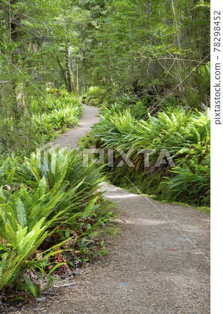 New Zealand Kepler Track 78298452