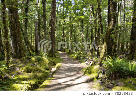 New Zealand Kepler Track New Zealand Kepler Track 78298458