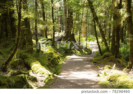 New Zealand Kepler Track 78298460